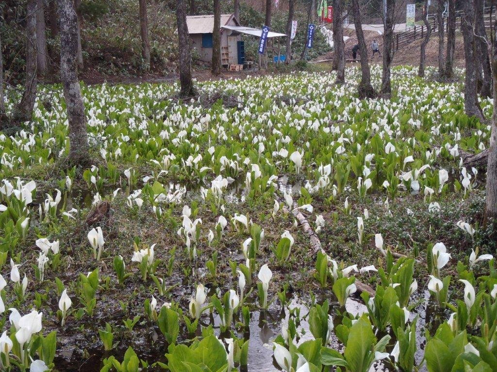 🏞️ 사시마키 습원 미즈바쇼 군생지 이미지 9